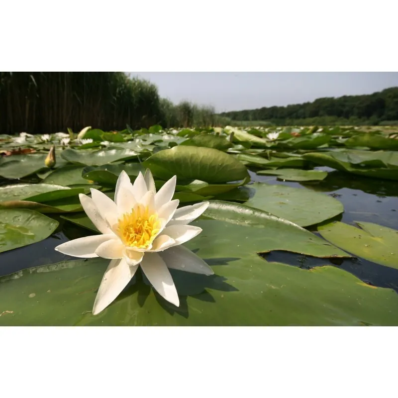 Semillas Nenúfar Blanco Europeo (Nymphaea alba)