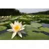 Graines Nénuphar Blanc (Nymphaea alba)
