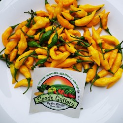 Yellow Pointy Chili Seeds 1.75 - 2