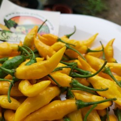 Price: €1.75 - Semi di peperoncino Yellow Pointy - Seeds Gallery