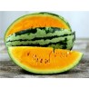 Orangene Wassermelone BIO Samen Tendersweet