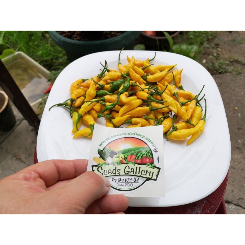 Yellow Pointy Chili Samen