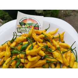Yellow Pointy Chili Seeds 1.75 - 4