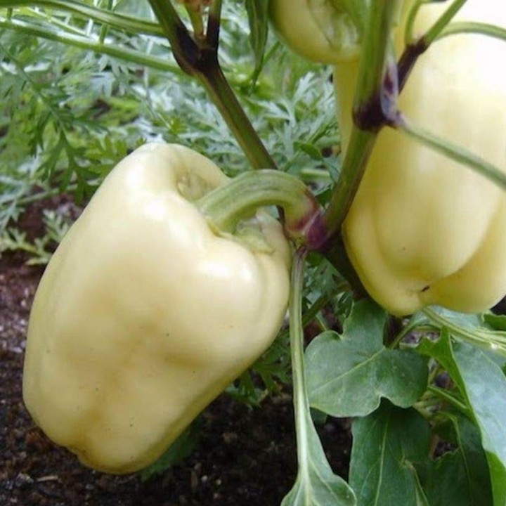 Sweet Pepper Seeds Soroksari - 228.714671