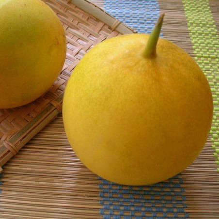 Price: €1.95 - Graines de concombre Indien DOSAKAI -