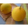 Price: €1.95 - DOSAKAI Indijski krastavac Seme - 