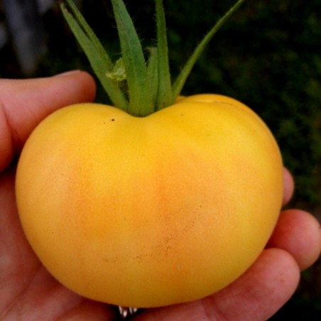 Price: €1.65 - Semi di pomodoro Pesca Del Giardino - Seeds Gallery