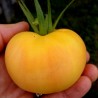 Price: €1.65 - Persika tomatfrön - Seeds Gallery
