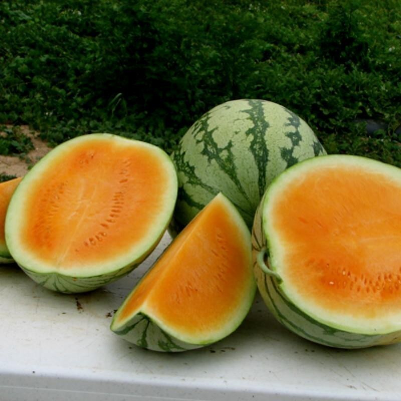 Price: €2.25 - Σπόροι Καρπούζι πορτοκαλί σάρκα Tendersweet - Seeds Gallery