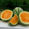 Price: €2.25 - Σπόροι Καρπούζι πορτοκαλί σάρκα Tendersweet - Seeds Gallery