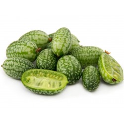 Sementes de Cucamelon Micro Pepino 1.85 - 1