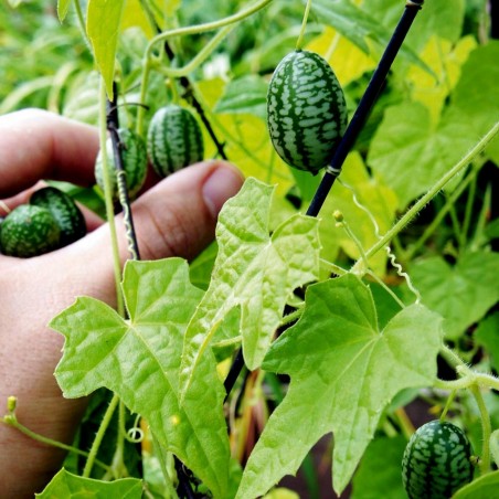 Price: €1.85 - Graines de Cucamelon - Mini pastèque -