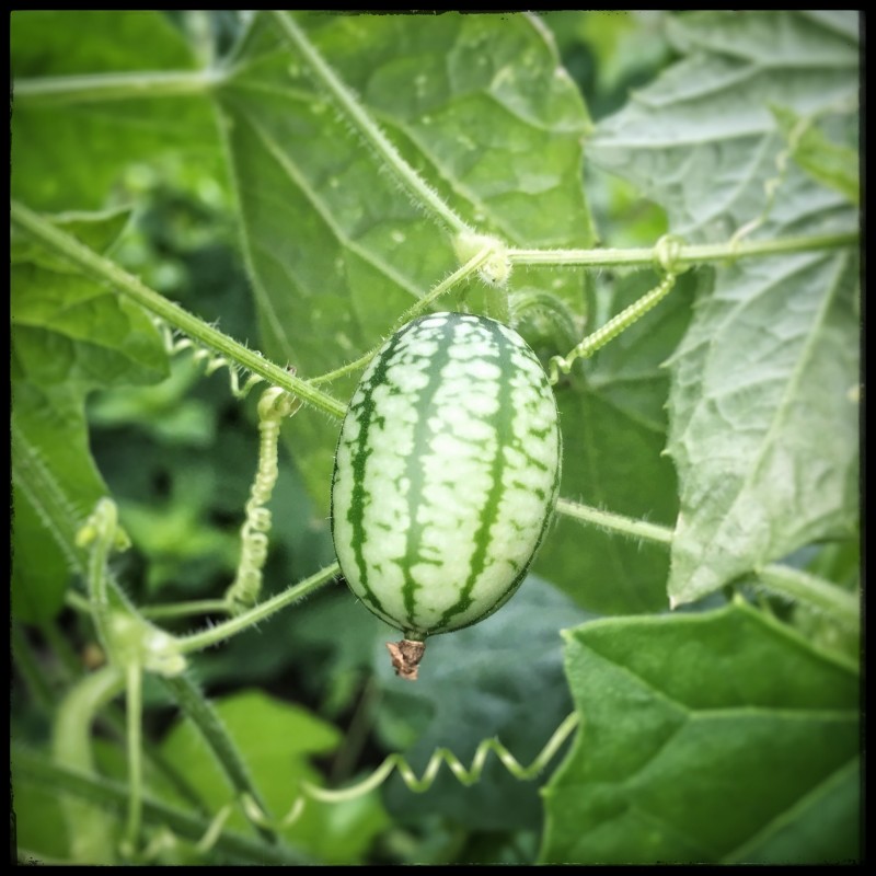 Price: €1.85 - Graines de Cucamelon - Mini pastèque - 