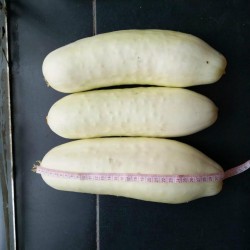 Price: €1.8 - Semente de Pepino Branco - 