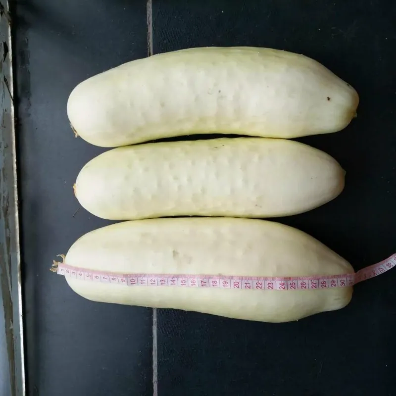 Cucumber Seeds White Wonder