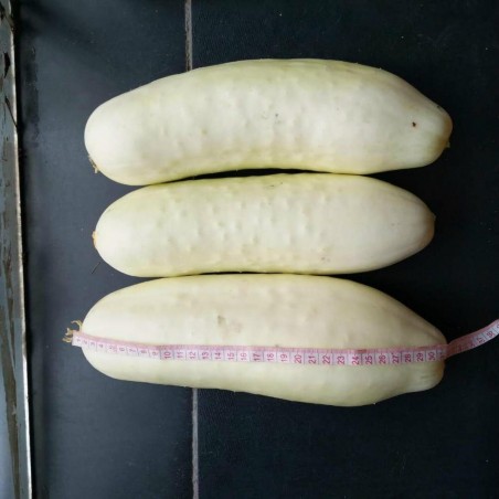 Price: €1.8 - Gurka 'White Wonder' Frön -