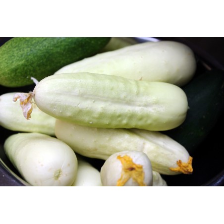 Price: €1.8 - Gurka 'White Wonder' Frön -