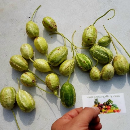 Anguriagurka Frön (Cucumis anguria) | 1,85 €