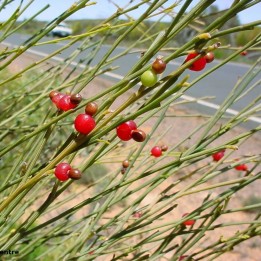 Weeping Cherry Seeds (Exocarpos sparteus) - 234.57915