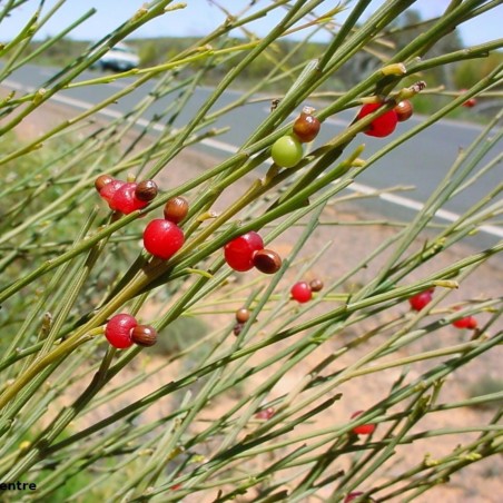 Fröer Weeping Cherry (Exocarpos sparteus)
