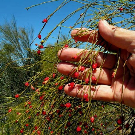 Fröer Weeping Cherry (Exocarpos sparteus)