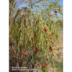 Weeping Cherry Seeds 2 - 7