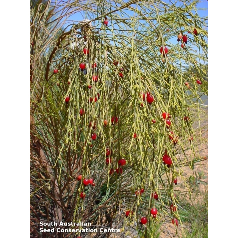 Fröer Weeping Cherry (Exocarpos sparteus)