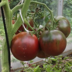 Zigan (Zigeuner, Gipsi) Tomaten Samen 1.65 - 1
