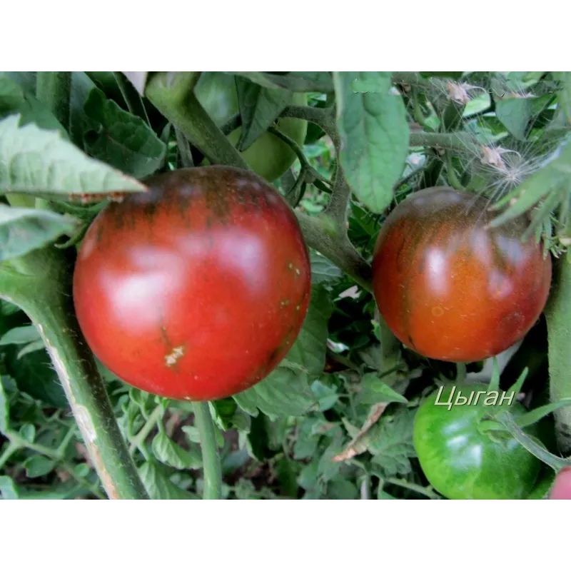 Graines de Tomate Gypsy