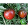 Gypsy Tomato Seeds | 1.95 €