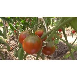 Gypsy Tomato Seeds 1.65 - 6