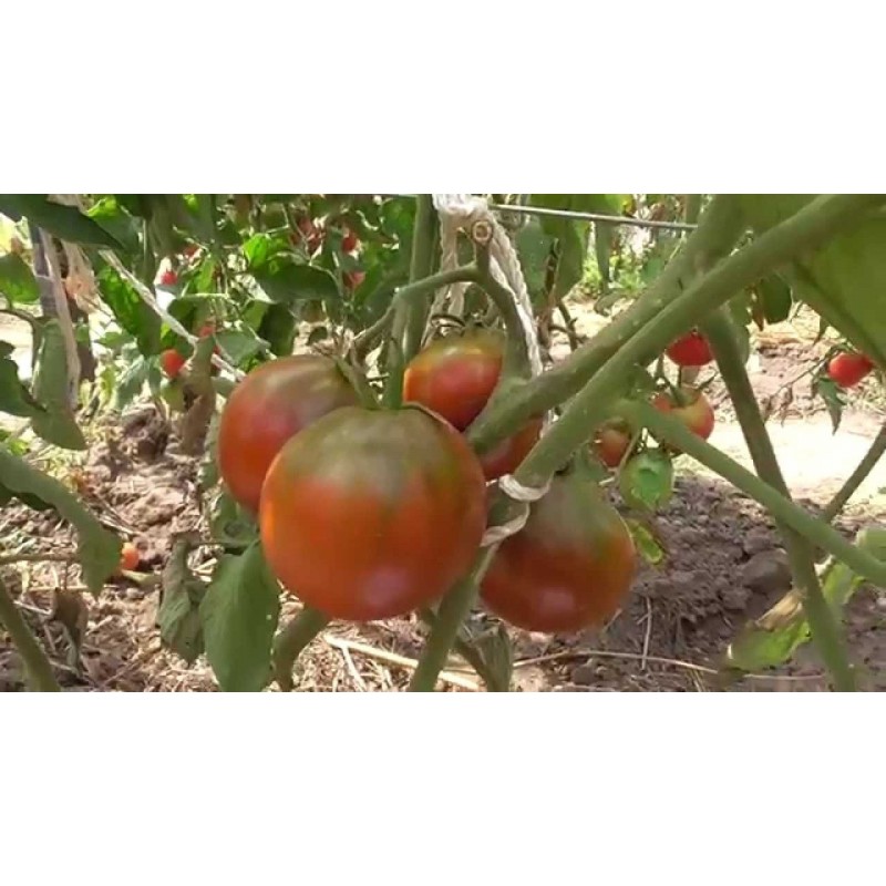 Gypsy Tomato Seeds | 1.95 €