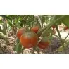 Graines de Tomate Gypsy