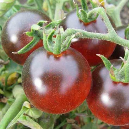 Gypsy Tomato Seeds | 1.95 €