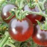 Graines de Tomate Gypsy