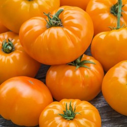 Orange Beefsteak Heirloom Tomato Organic Seeds 2.15 - 1