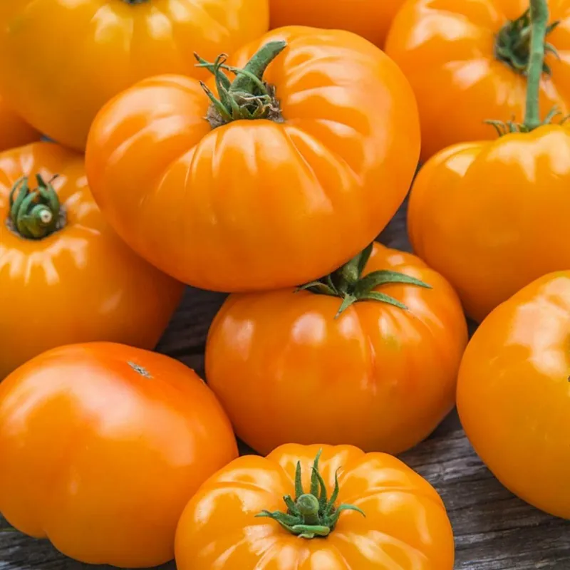 Orange Beefsteak Heirloom Tomato Organic Seeds