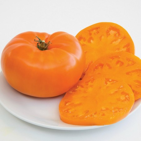 Sementes de tomate Laranja Beefsteak