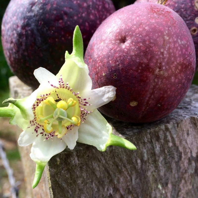 Semillas de Passiflora adenopoda 1.85 - 1