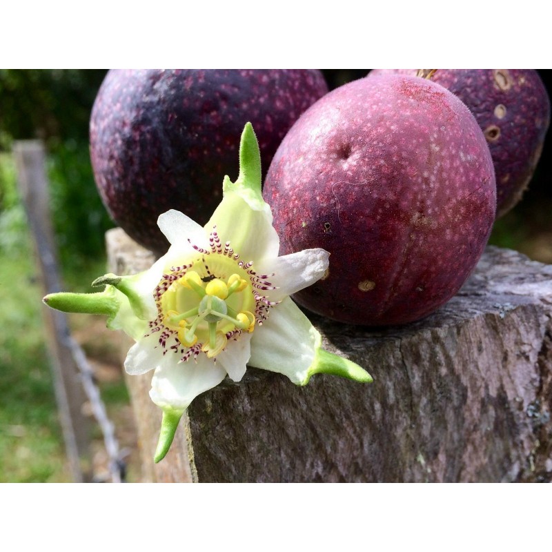 Price: €1.85 - Semillas de Passiflora adenopoda - 