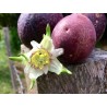 Price: €1.85 - Passiflora adenopoda Samen - 