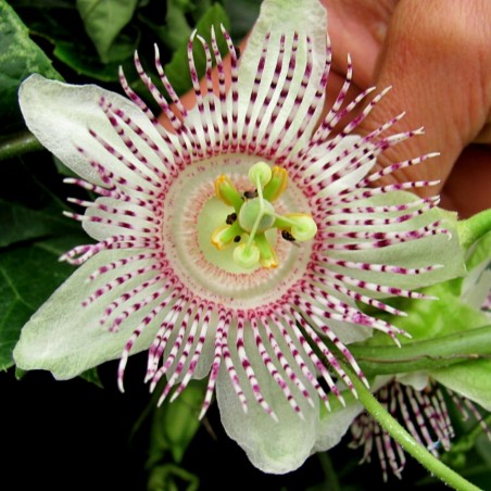 Price: €1.85 - Sementes de Passiflora adenopoda - 