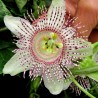 Price: €1.85 - Passiflora adenopoda Samen - 