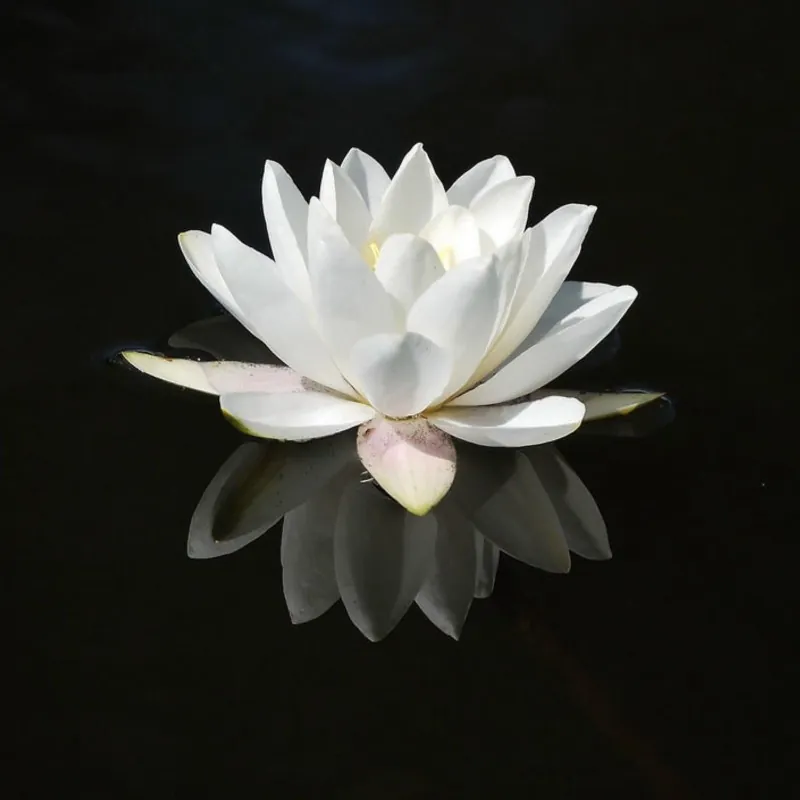 Semillas Nenúfar Blanco Europeo (Nymphaea alba)