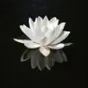 Graines Nénuphar Blanc (Nymphaea alba)