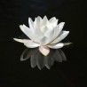 Price: €1.95 - Semillas Nenúfar Blanco Europeo (Nymphaea alba) - 