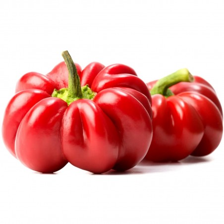 Price: €1.55 - Söt paprika Frön Rotund -