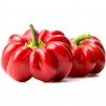 Price: €1.55 - Söt paprika Frön Rotund - 