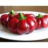 Price: €1.55 - Söt paprika Frön Rotund - 