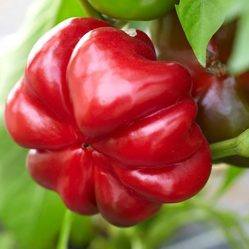 Sweet Pepper Seed ROTUND